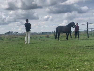 Man kijkt naar paardencoach die in de weer is met paard