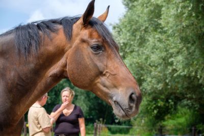 Paardencoaching aan de gang met paard, coach en deelnemer